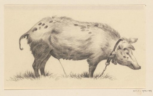 Standing Pig drinking, facing right