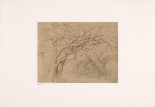 Studies of Tree Branches and Tree Stumps
