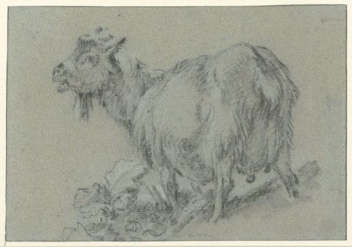 Standing goat, facing left