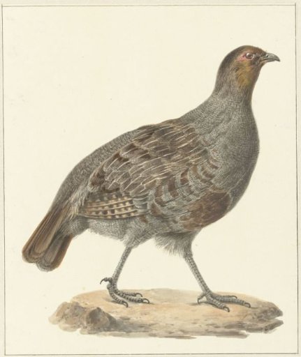 Partridge