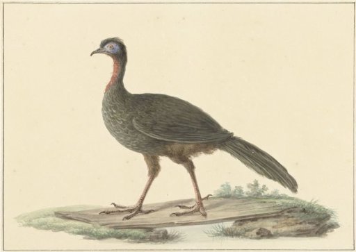 Marail guan (Penelope marail)