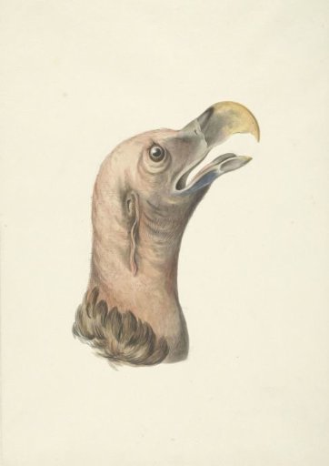 Head of an ear vulture (Otogyps auricularis Daud)