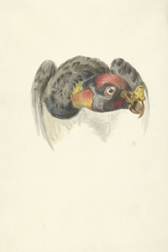 Head of a king vulture (Sarcoramphus papa)