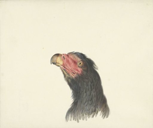 Head of a vulture