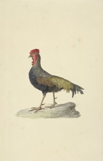 Sonnerat's fowl