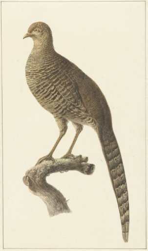 Golden pheasant, hen