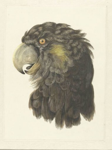 Head of a Cockatoo