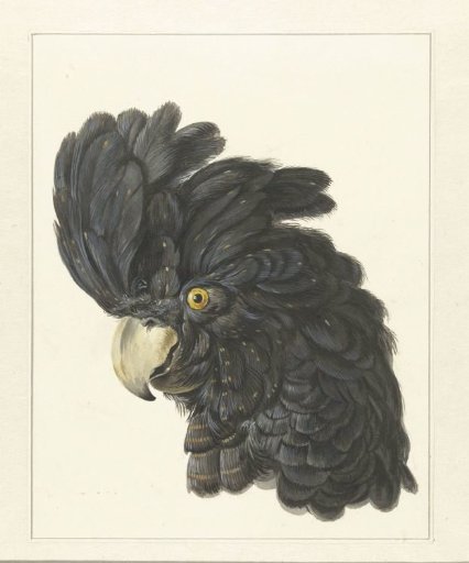 Head of a Cockatoo