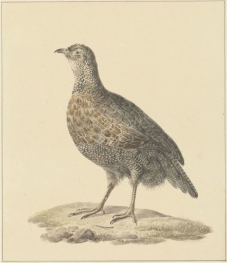 Partridge (?)