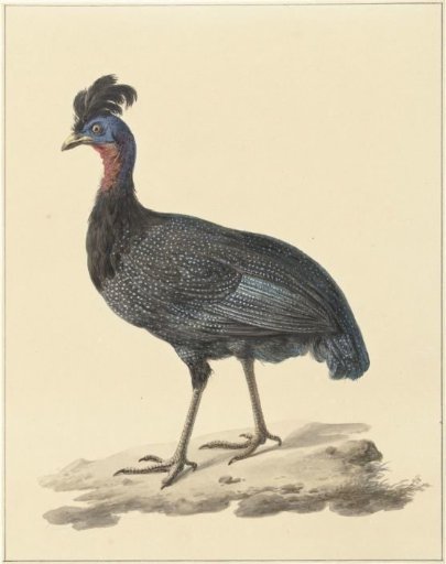 Crested guineafowl