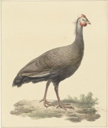 Helmeted guineafowl