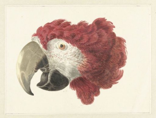 Head of a Macaw
