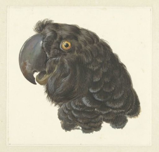 Head of a Cockatoo