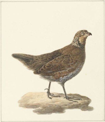 Bobwhite (Colinus virginianus)
