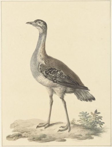 Denham's bustard (Neotis denhami)