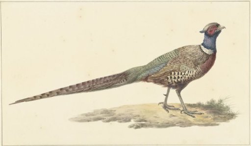 Pheasant