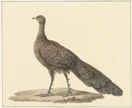 Mirror peacock