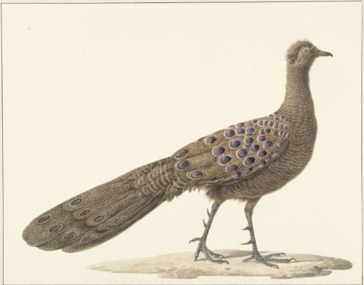 Mirror peacock