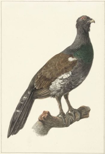 Black grouse