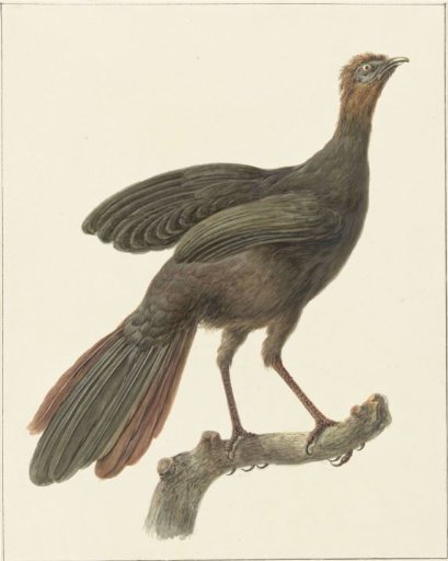 Crested guan (Penelope purpurascens)