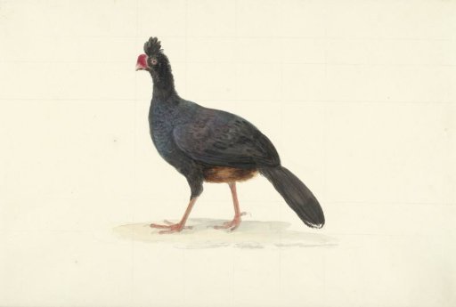 Black wading bird with short thick red beak