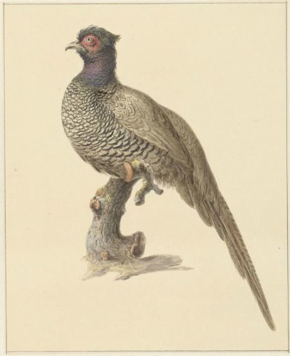 Hunting pheasant