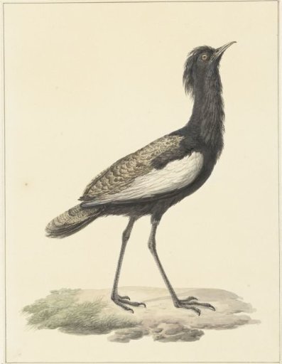 Houbara bustard (Eupodotis bengalensis / Houbaropsis bengalensis)