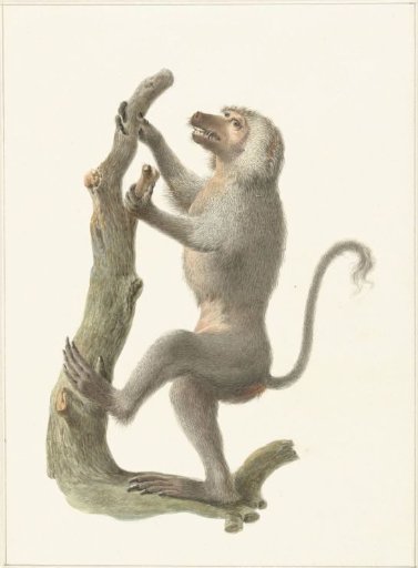 Mantled Baboon