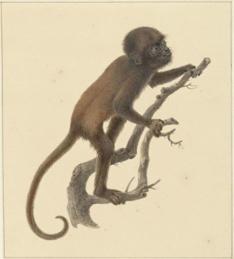 Little Monkey