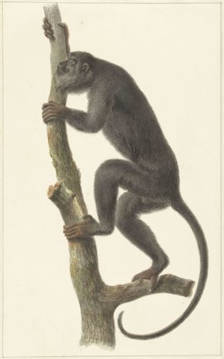 Black howler monkey (Paraguay)