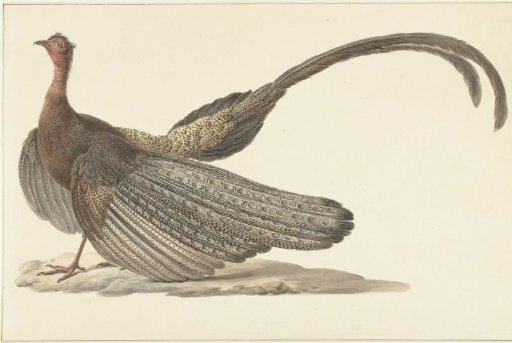 Argus Pheasant