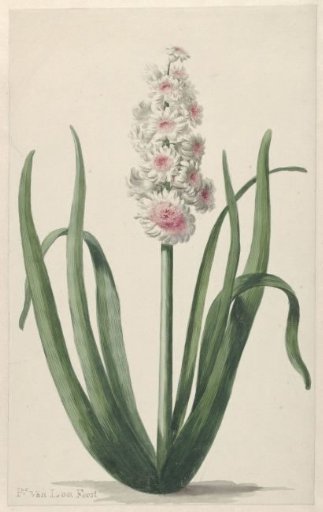 Blooming Hyacinth