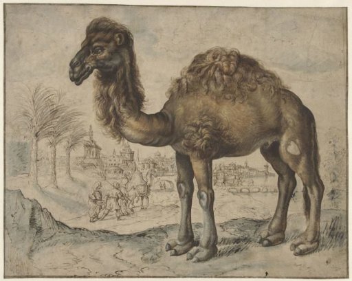 Dromedary in an oriental landscape with a city