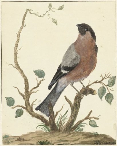 Goldfinch
