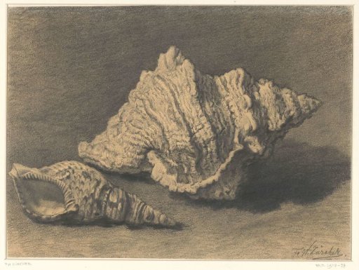 Two shells