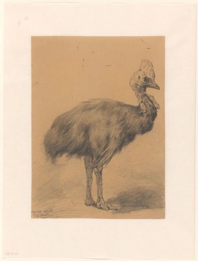 A Cassowary