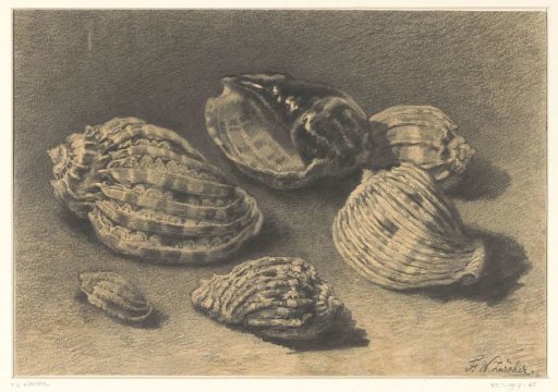 Six shells