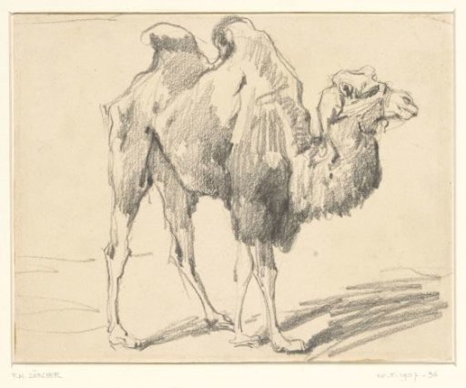 Camel