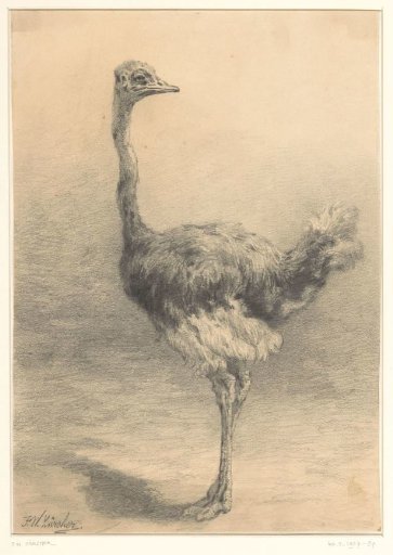 Ostrich