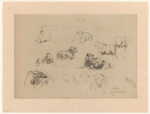 Sketch sheet with studies of sheep and a cow's head
