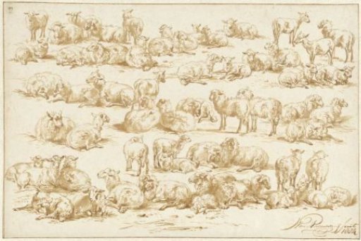 Studies of sheep