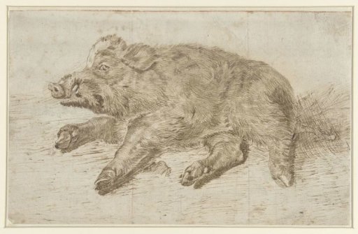 Recumbent wild boar