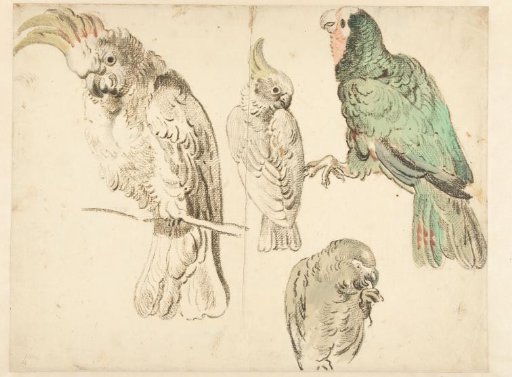 Four Studies of Cockatoos