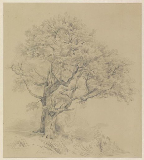 Tree at Fontainebleau