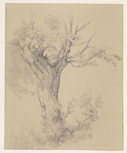 Weeping willow at Sloterdijk