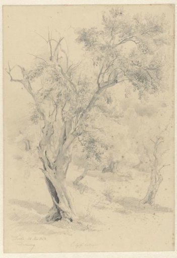 Olive tree, at Tivoli