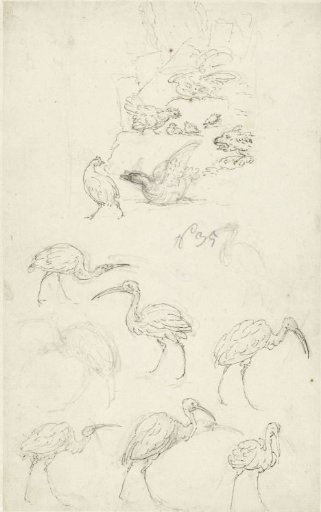Studies of birds