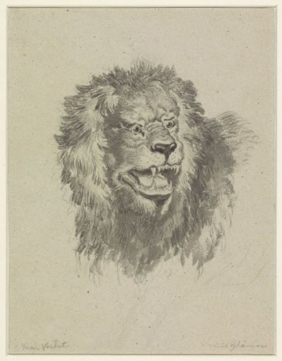 Lion's head