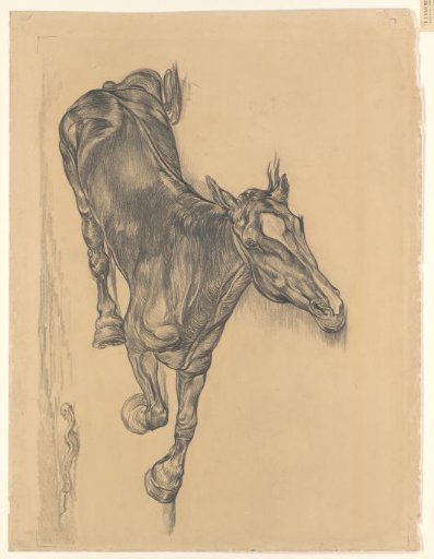 Dead horse