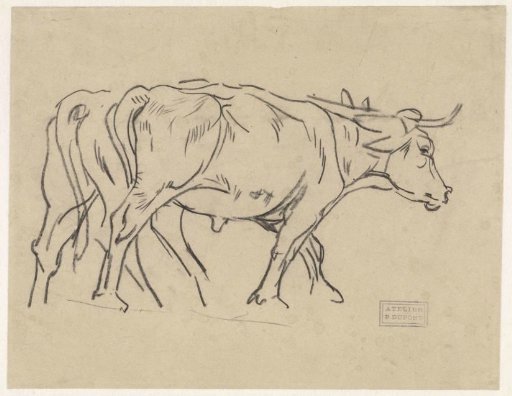 Two oxen
